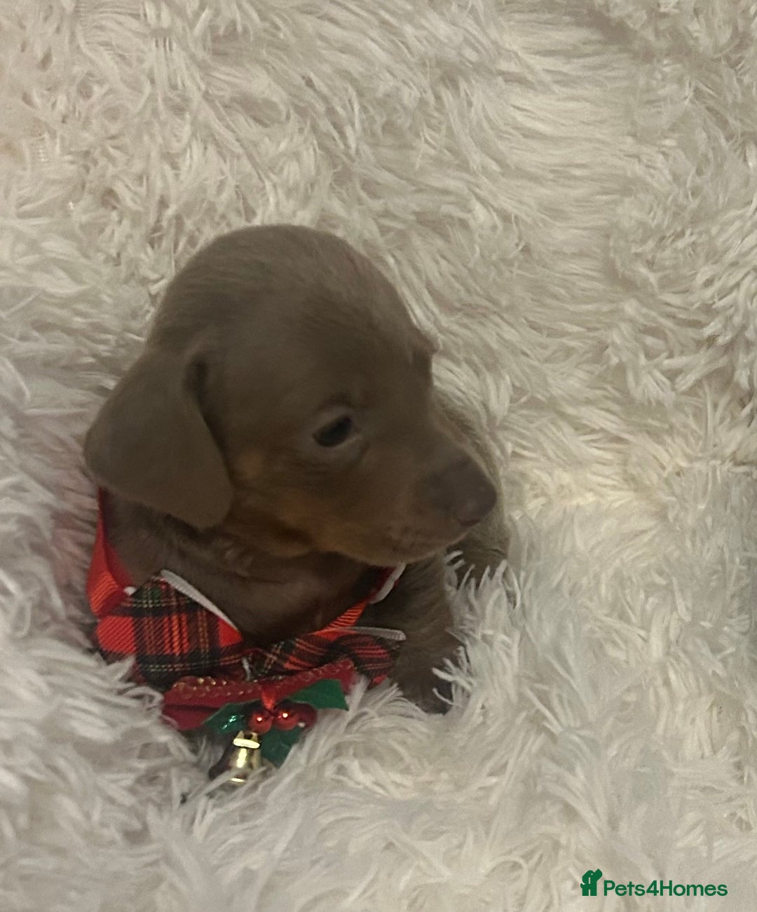 Miniature Dachshund dogs for sale: miniature dachshund puppies - Image 4