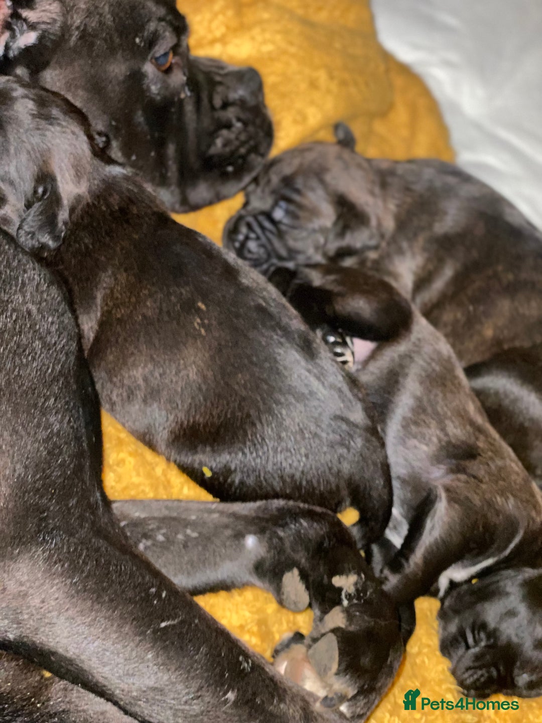 Mixed Breed dogs for sale: 🤩 mum kc boxer dad mini boxer 5 pups rare 🤩 - Advert 34