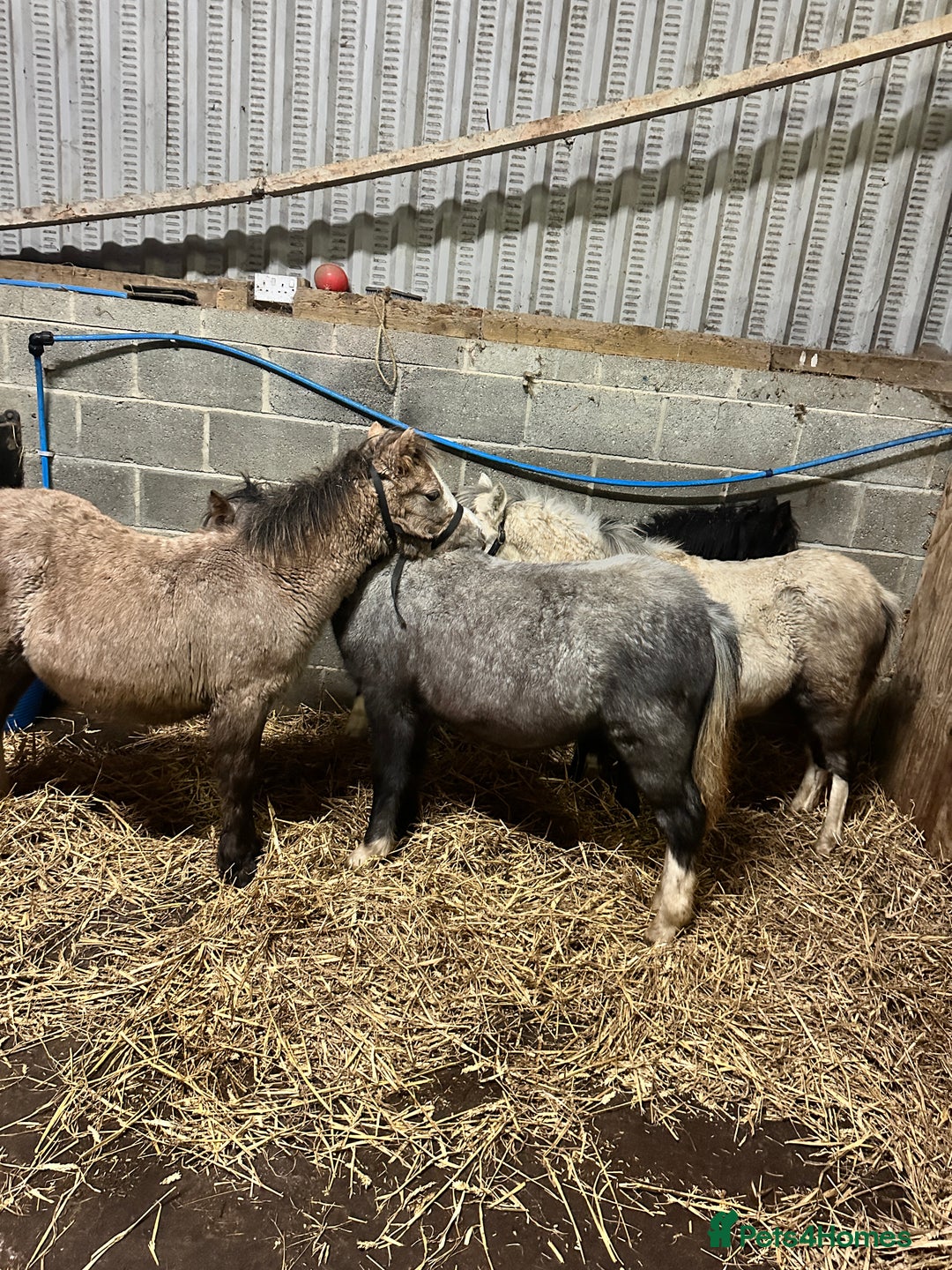 Welsh Section A horses for sale: Section A Foals, to Make Approx 12.2hh - Advert 6