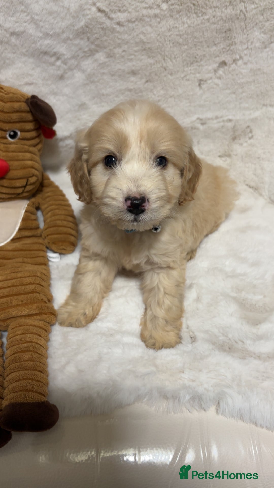 Cockapoo dogs for sale: Golden F1 cockpoo puppies  - Advert 8