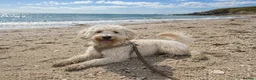 Goldendoodle dogs for sale: Beautiful Standard Goldendoodle Female - Advert 2