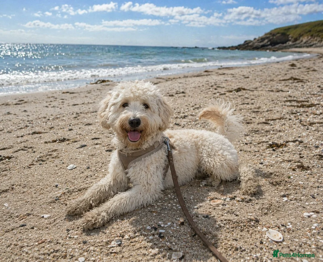 Goldendoodle dogs for sale: Beautiful Standard Goldendoodle Female - Advert 2