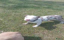 Staffordshire Bull Terrier dogs for sale:  2 American Staffordshire bull terrier girls  - Image 4