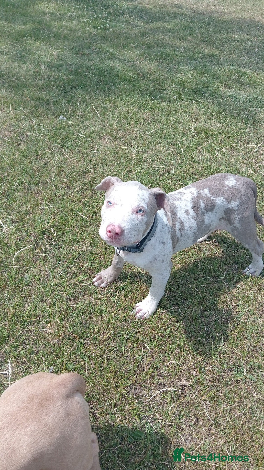 Staffordshire Bull Terrier dogs for sale:  2 American Staffordshire bull terrier girls  - Image 4