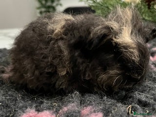 Guinea Pig rodents Baby Texel breed guinea pigs. - Advert 6