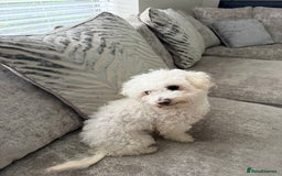 Bichon Frise dogs for sale: Female bichon frise - Image 3