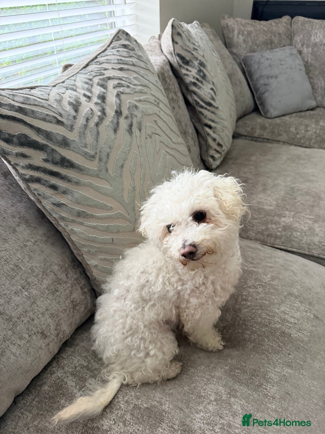 Bichon Frise dogs for sale: Female bichon frise - Image 3