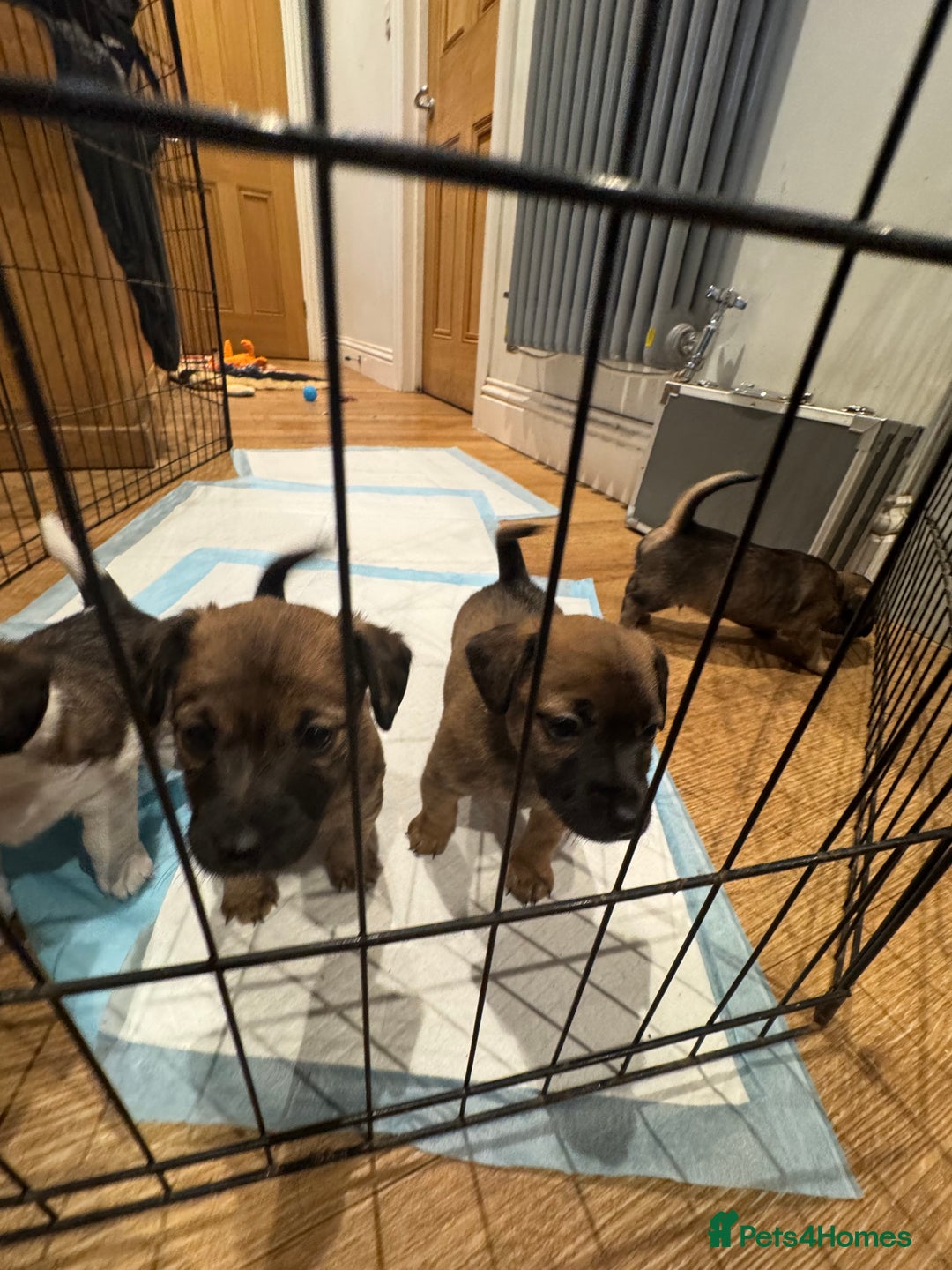 Jack Russell dogs for sale: Beautiful Stocky Short Terriers - Image 8