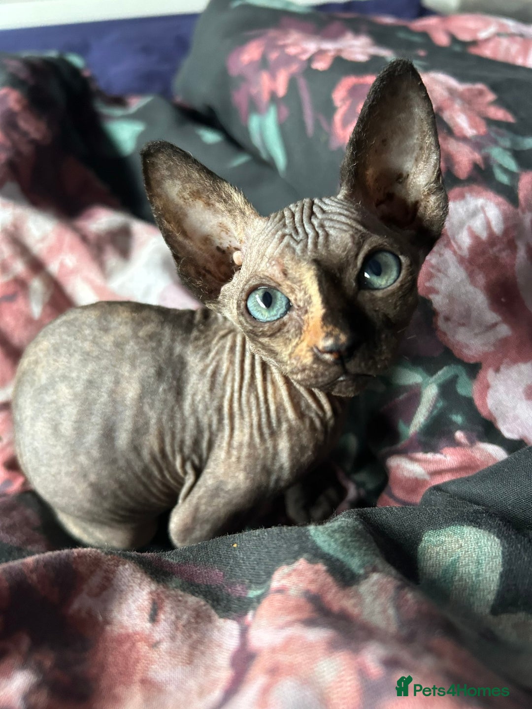 Sphynx cats for sale: 4 female canadian sphynx looking for home - Image 11