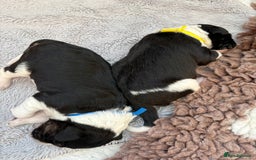 Bordoodle dogs for sale: Bordoodle Pups - Image 30