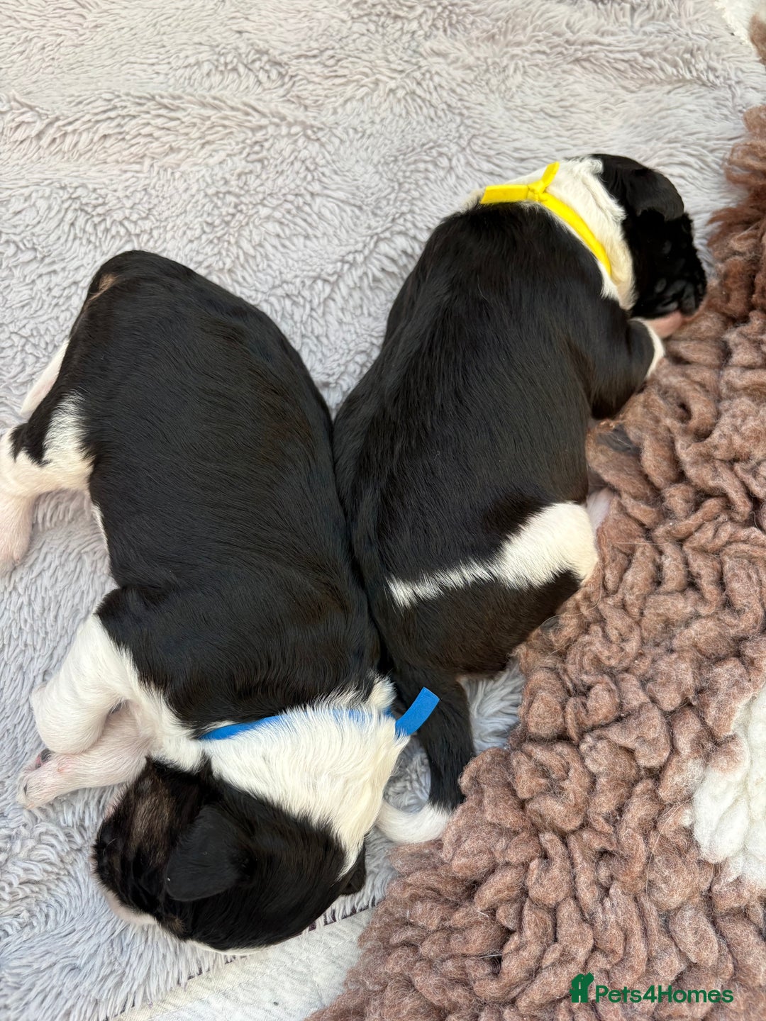 Bordoodle dogs for sale: Bordoodle Pups - Image 30