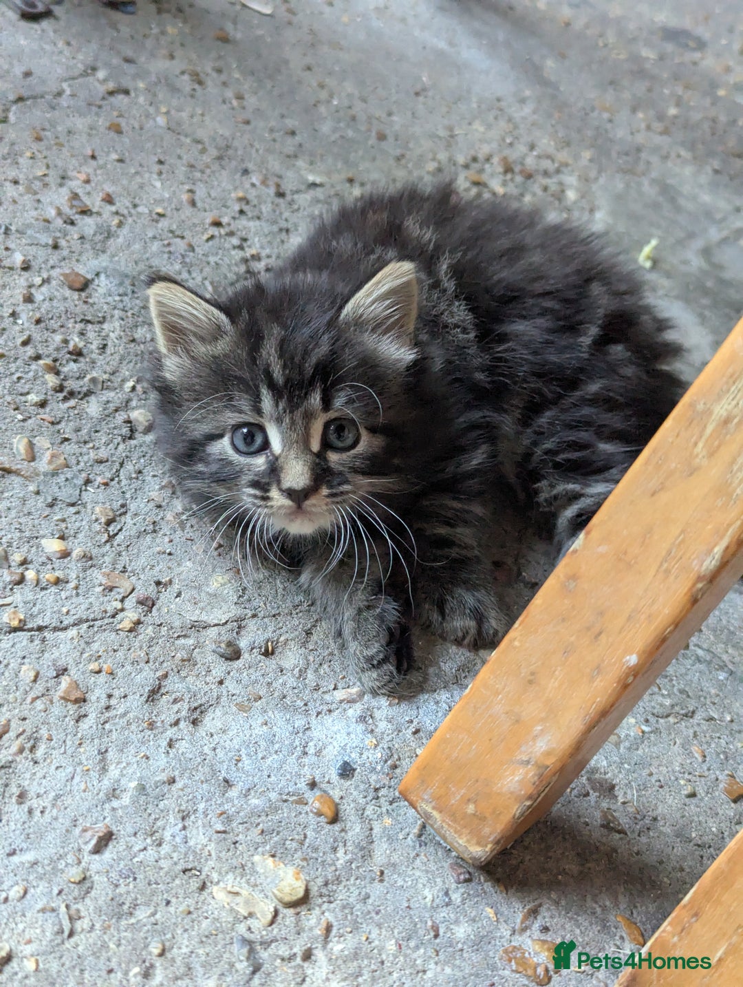 Bombay cats for sale: Different prices Bombay X long hair  - Image 15