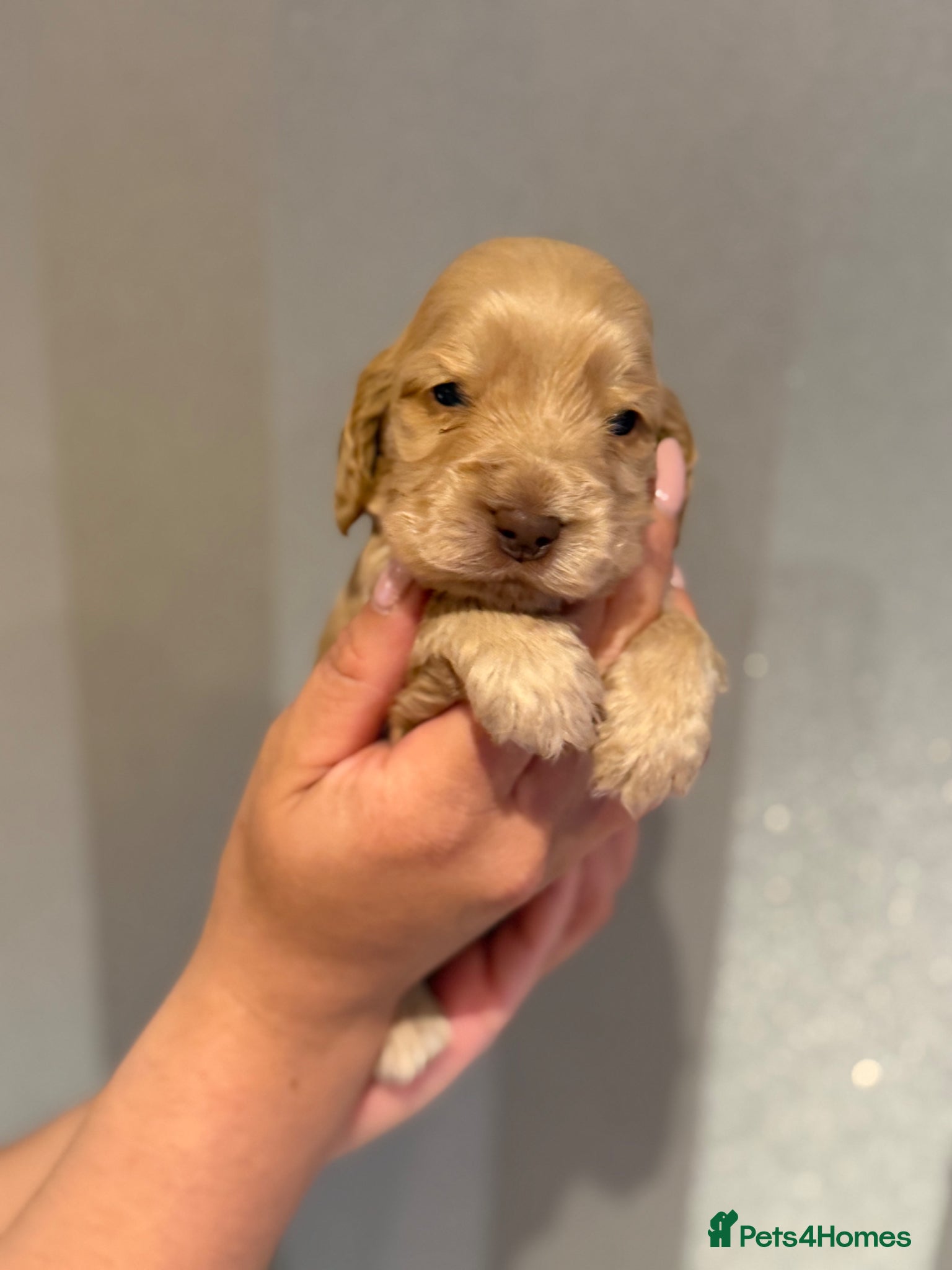 Cocker Spaniel dogs for sale: Golden & Chocolate Sable Show Cocker Puppies  in Doncaster - Advert 17