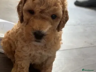 Cockapoo dogs ***BEAUTIFUL F2 COCKAPOOS*** - Advert 1