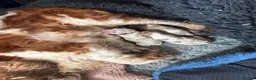 Cavalier King Charles Spaniel dogs for sale: Ready Aug 21st cavalier girls and boys  - Advert 8