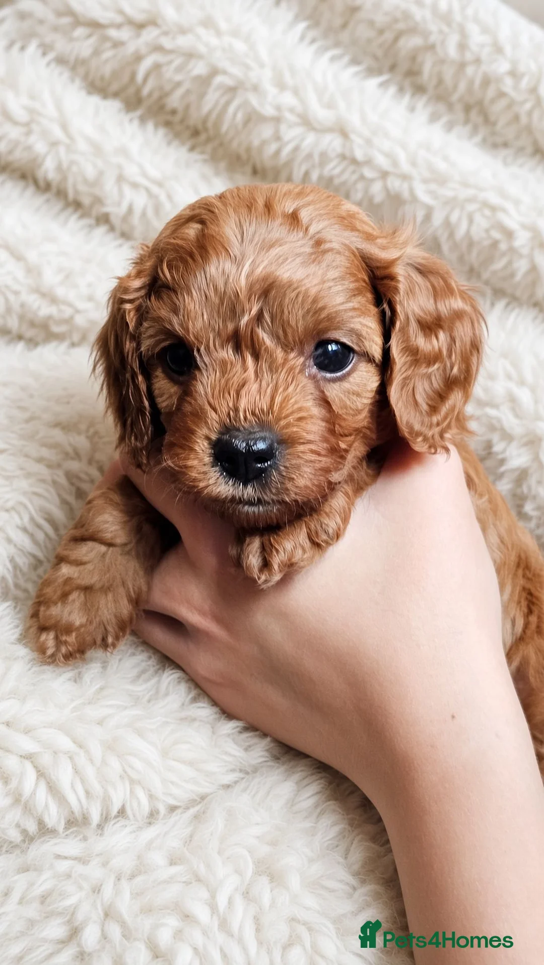 Cavapoo dogs for sale: Beautiful Litter of F1 Red Cavapoos Health Tested - Advert 2