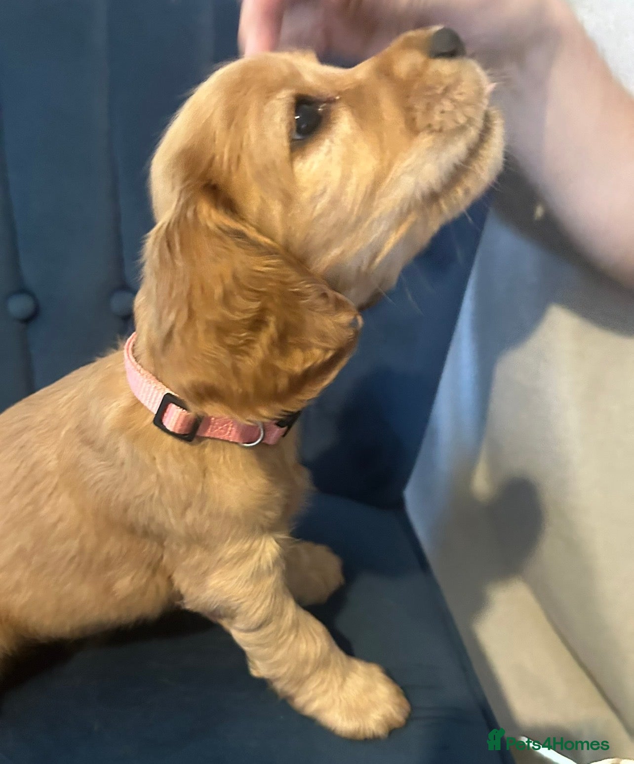 Cocker Spaniel dogs for sale: Utterly Gorgeous KC Reg Cocker Spaniel Pups, July - Advert 6