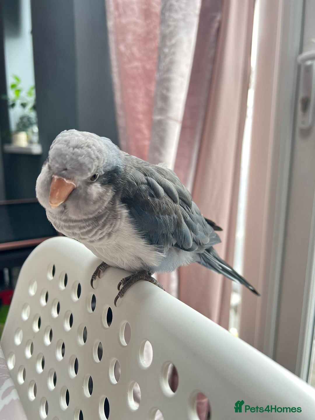 Parakeets birds for sale: Tamed hand reared baby Quaker parrots DNA tested  - Image 23