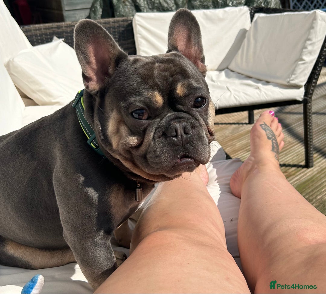 French Bulldog dogs for sale: Loving Home Wanted 3-Year-Old Blue French Bulldog - Advert 3