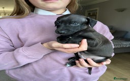 Italian Greyhound dogs for sale: 🐾kc registered Italian greyhound puppies 🐾 - Image 29