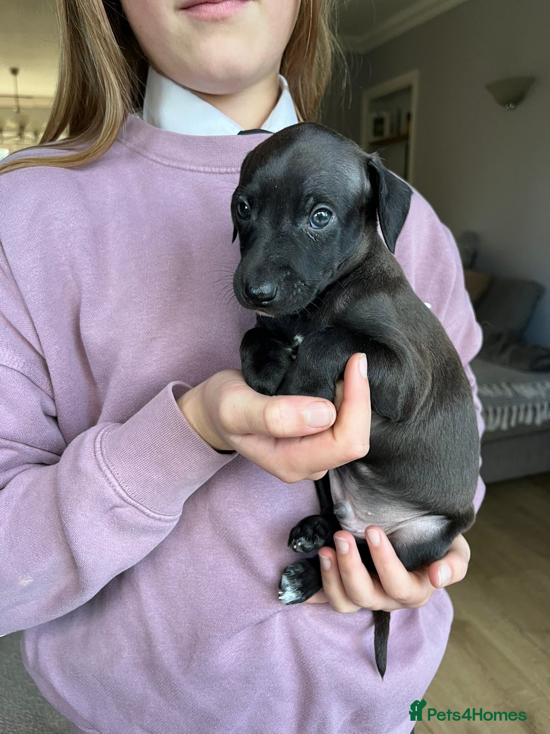 Italian Greyhound dogs for sale: 🐾kc registered Italian greyhound puppies 🐾 - Image 29