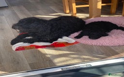 Portuguese Water Dog dogs for sale: Portuguese water dog - Image 2
