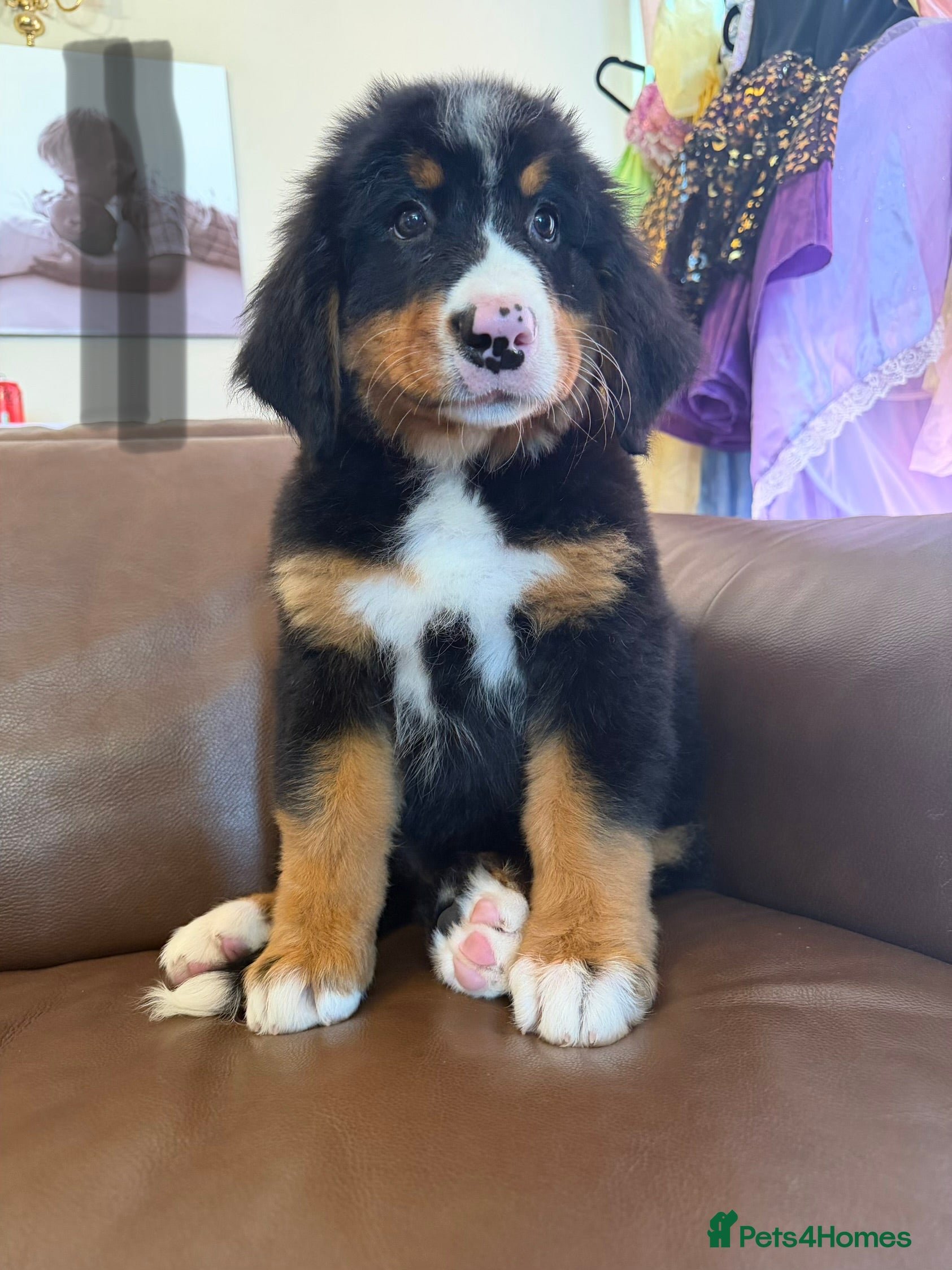 Bernese Mountain Dog dogs Bernese mountain dog puppies  - Advert 2