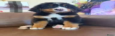 Bernese Mountain Dog 4