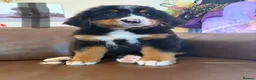Bernese Mountain Dog dogs for sale: Bernese mountain dog puppies  - Advert 3