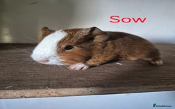 Guinea Pig rodents for sale: Piggies ready to go! - Image 11