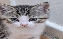 Bengal cats for sale: 3 Beautiful Kittens - Image 4