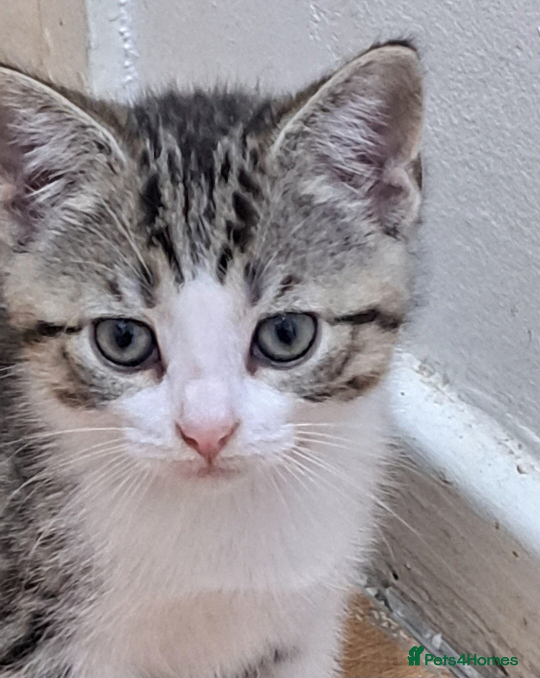 Bengal cats for sale: 3 Beautiful Kittens - Image 4