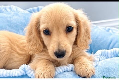 Miniature Dachshund dogs Beautiful English cream miniature Dachshund - Advert 1