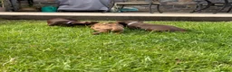 Cairn Terrier dogs for sale: Sweetest Little KC Reg Cairn Terrier Puppies.  - Advert 15