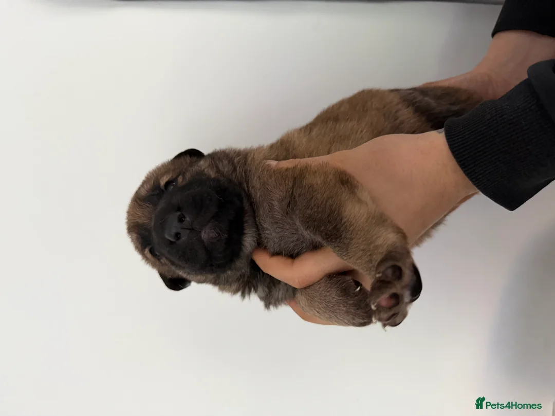 Mixed Breed dogs for sale: Stunning German Shepherd x Belgian Malinois Litter - Advert 12