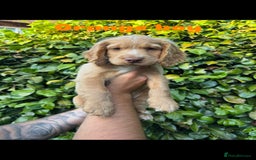 Cocker Spaniel dogs for sale: READY TO GO.. beautiful cocker spaniel puppies - Image 5