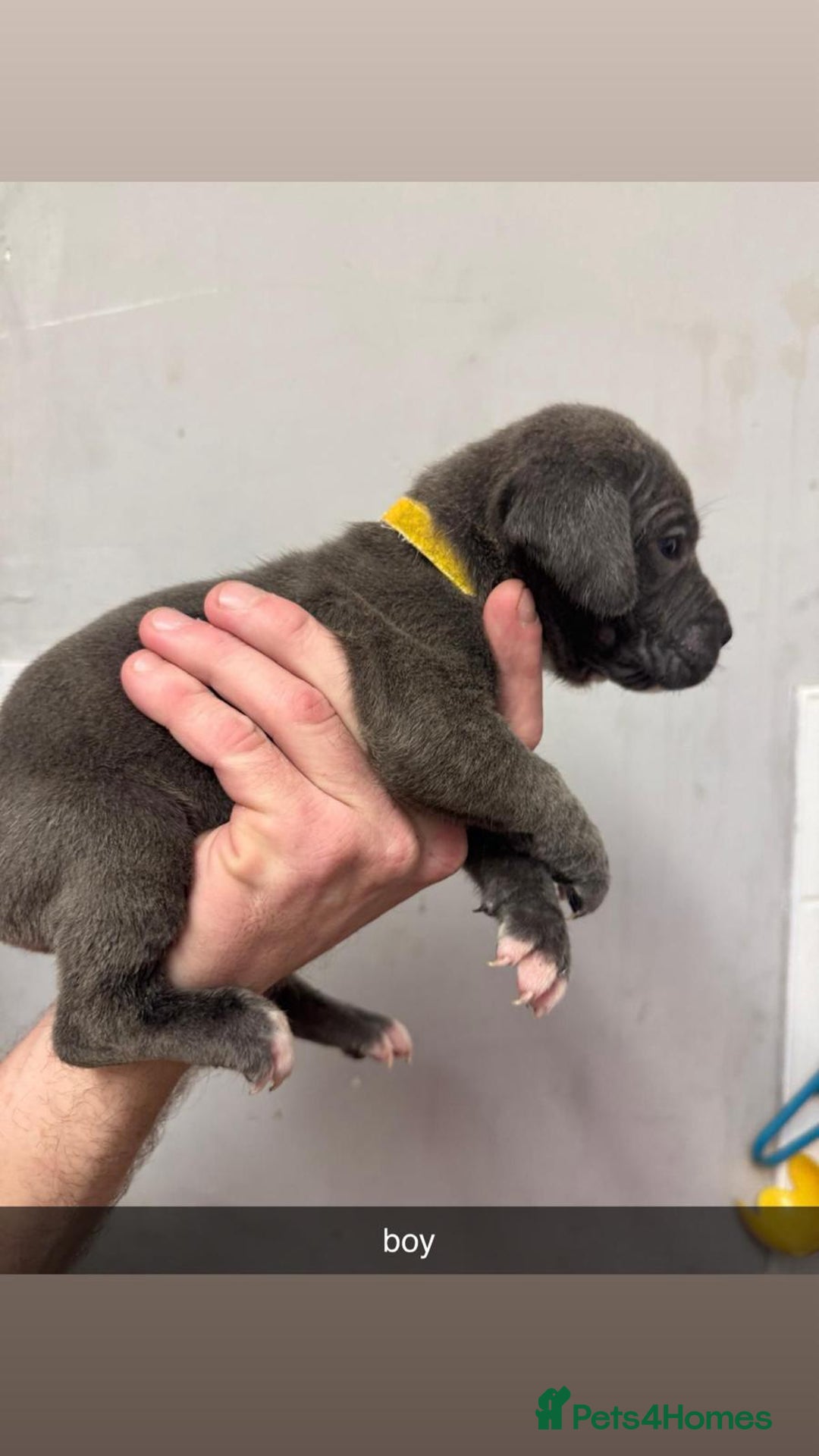 Cane Corso dogs for sale: 12 beautiful Blue cane corso pups - Image 2