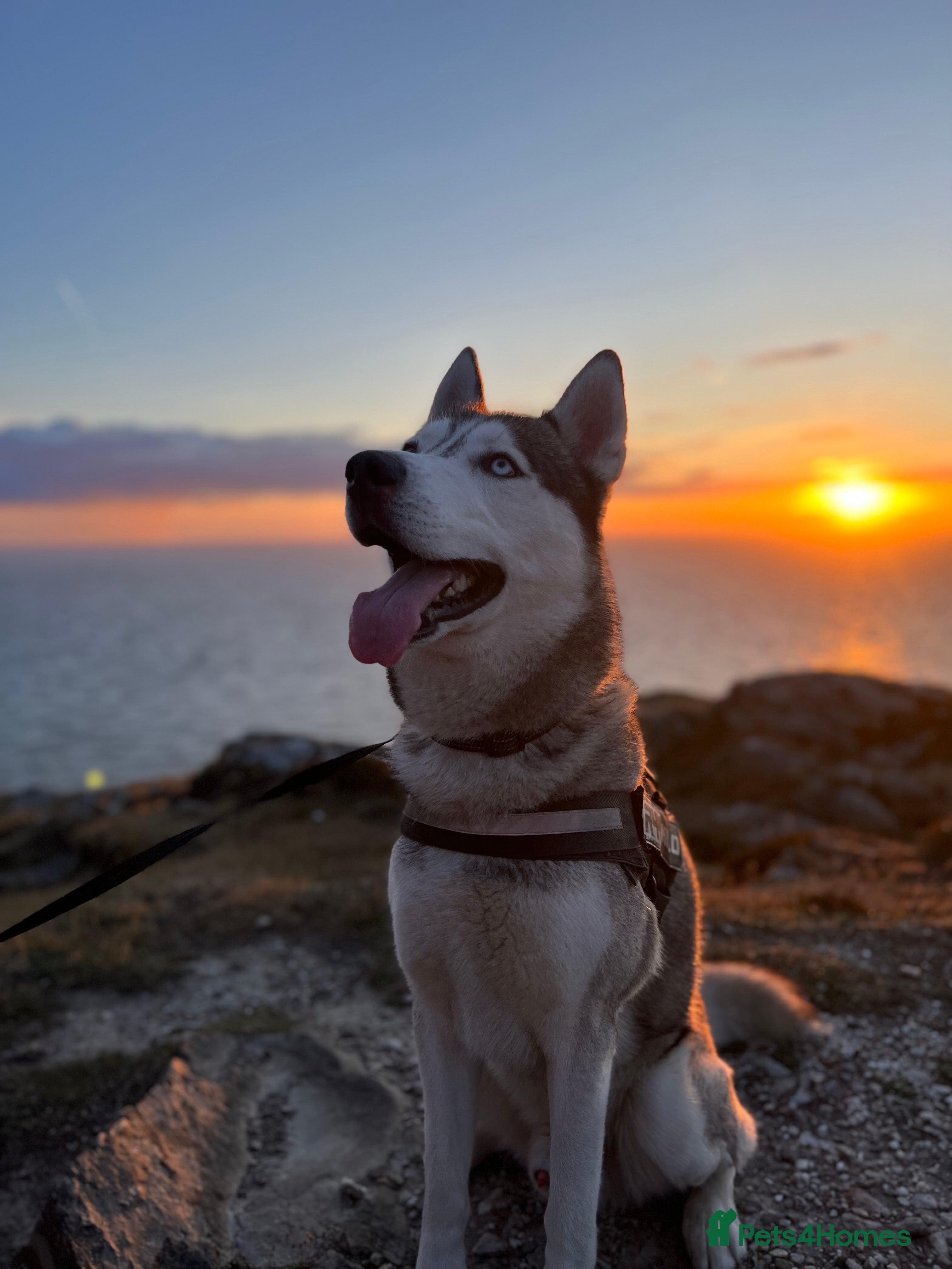 Siberian Husky dogs Siberian Husky For Stud in London - Advert 3