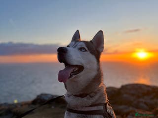 Siberian Husky dogs Siberian Husky For Stud in London - Advert 12