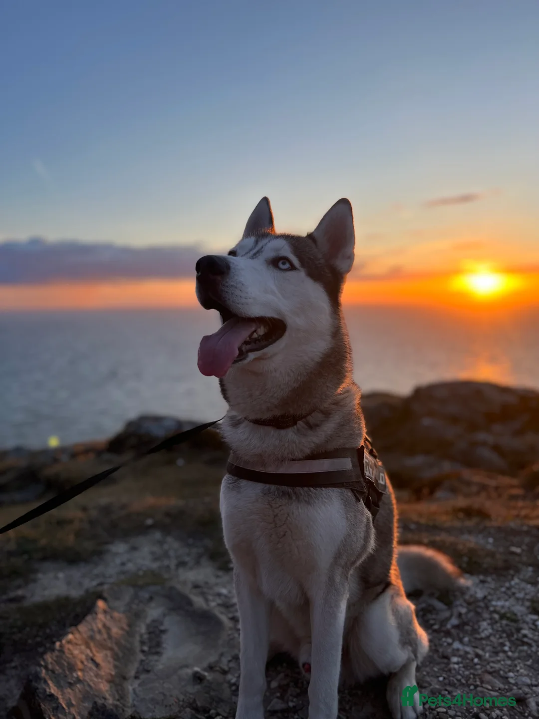 Siberian Husky dogs for stud: Siberian Husky For Stud in London - Advert 2