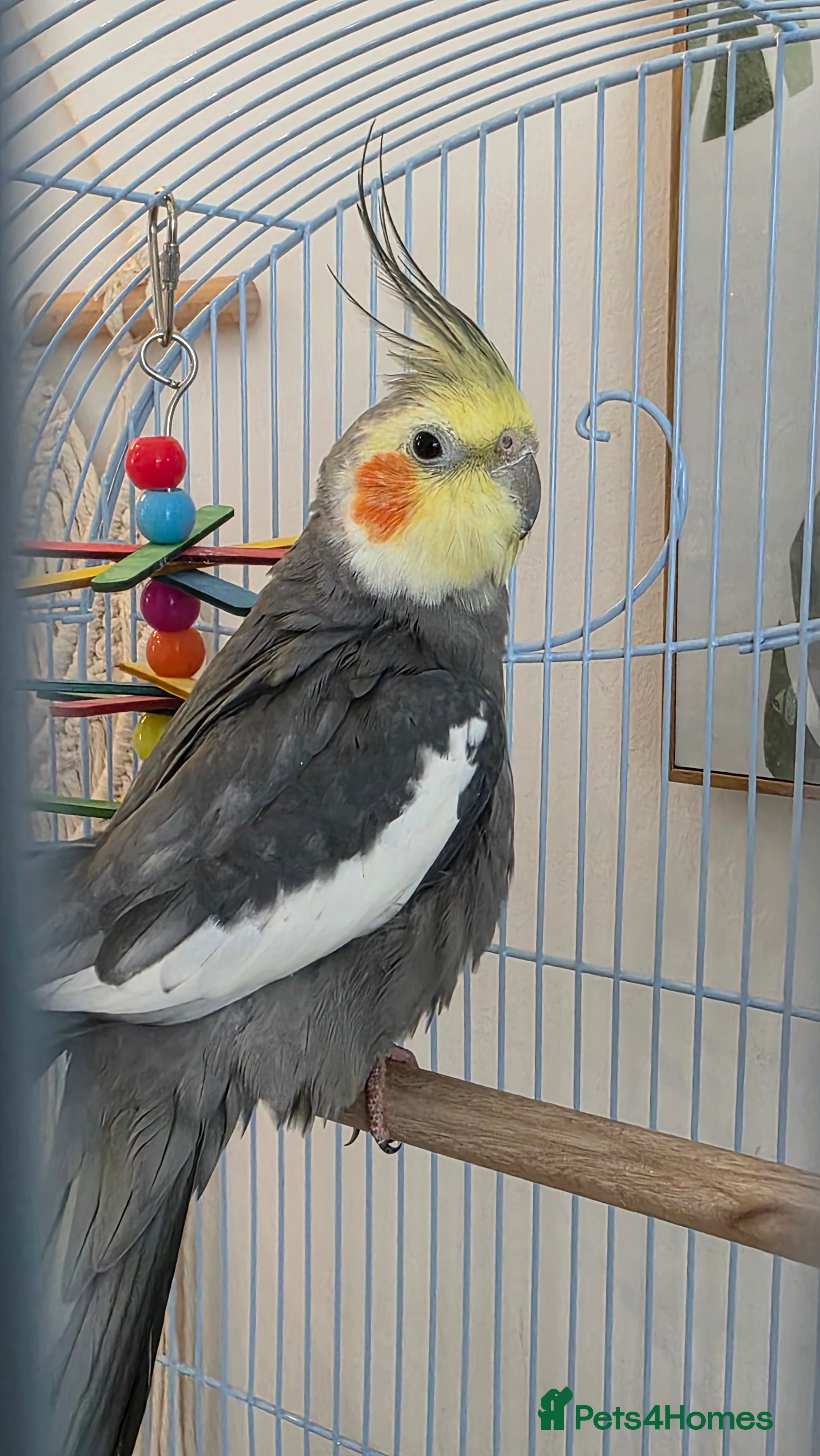 Cockatiels birds Beautiful sweet completely hand tame Cockatiel - Advert 2