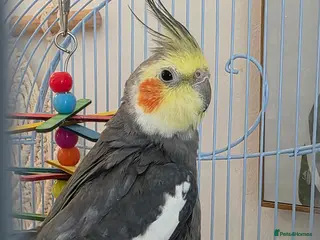 Cockatiels birds Beautiful sweet completely hand tame Cockatiel - Advert 2