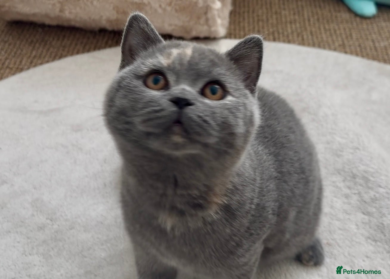 British Shorthair cats GCCF registered British shorthair female kitten - Advert 7