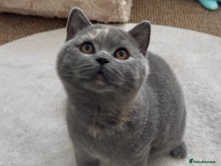British Shorthair cats GCCF registered British shorthair female kitten - Advert 2