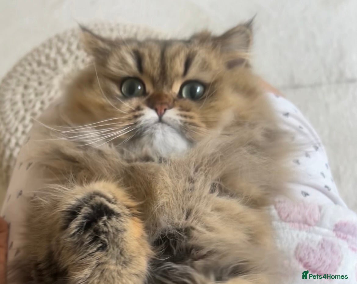 Persian cats ⭐️ Golden Persian Boy ⭐️ - Advert 7