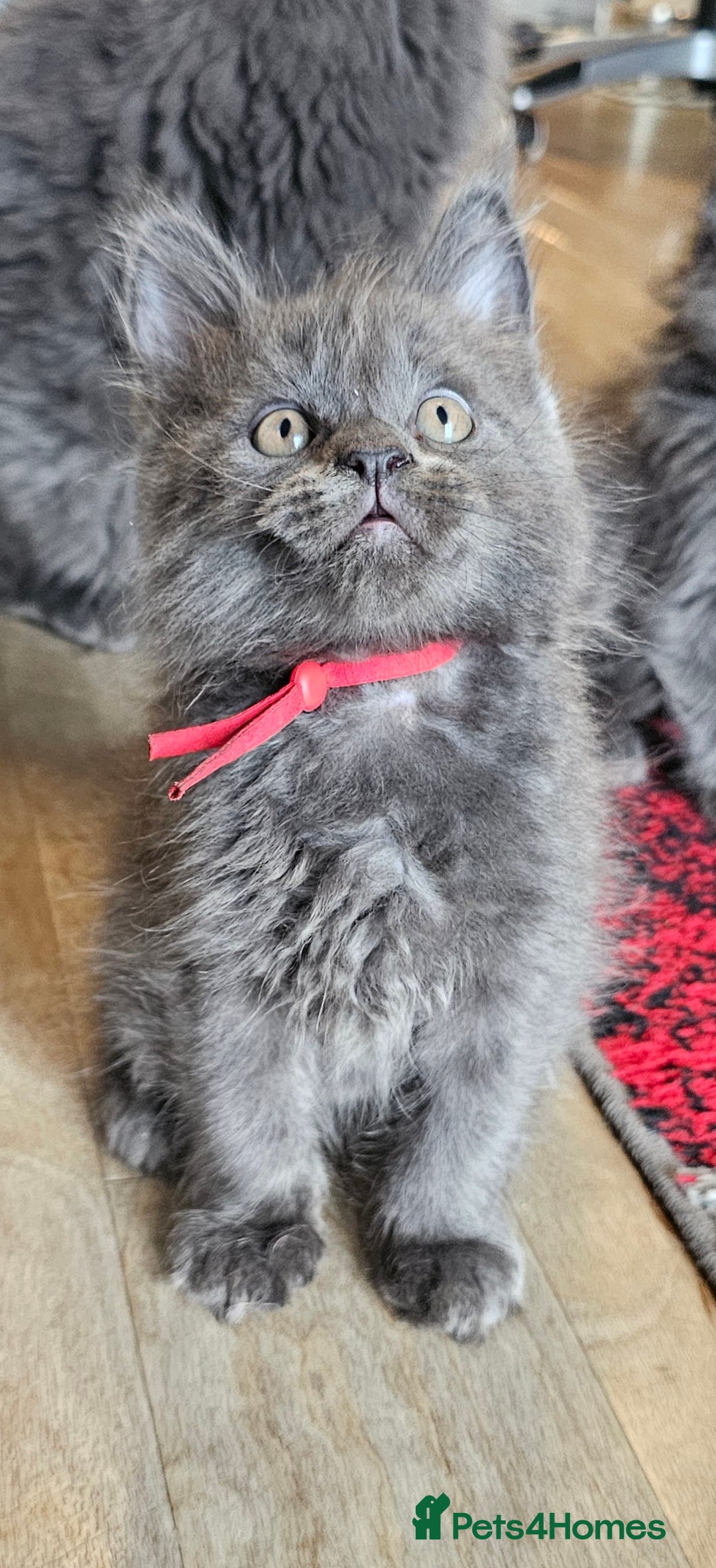 Maine Coon cats for sale: 🔥*STUNNING Litter of 6 Solid*💎*Blue Maine Coon💎 - Advert 4
