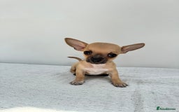 Chiweenie dogs for sale: ** chiweenie puppies  in Worcester - Image 15