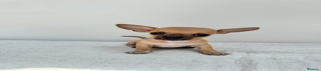 Chiweenie Puppy 1