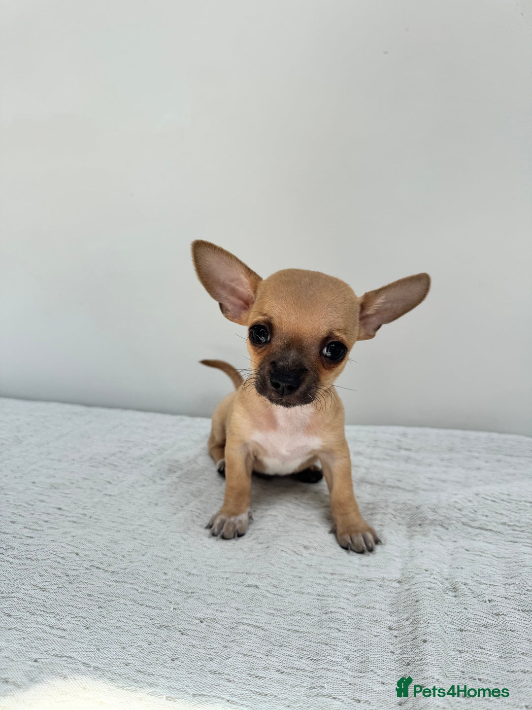 Chiweenie dogs for sale: ** chiweenie puppies  in Worcester - Image 15
