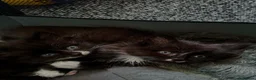 Mixed Breed cats for sale: 1/4 BSH kittens  in Bradford - Advert 4